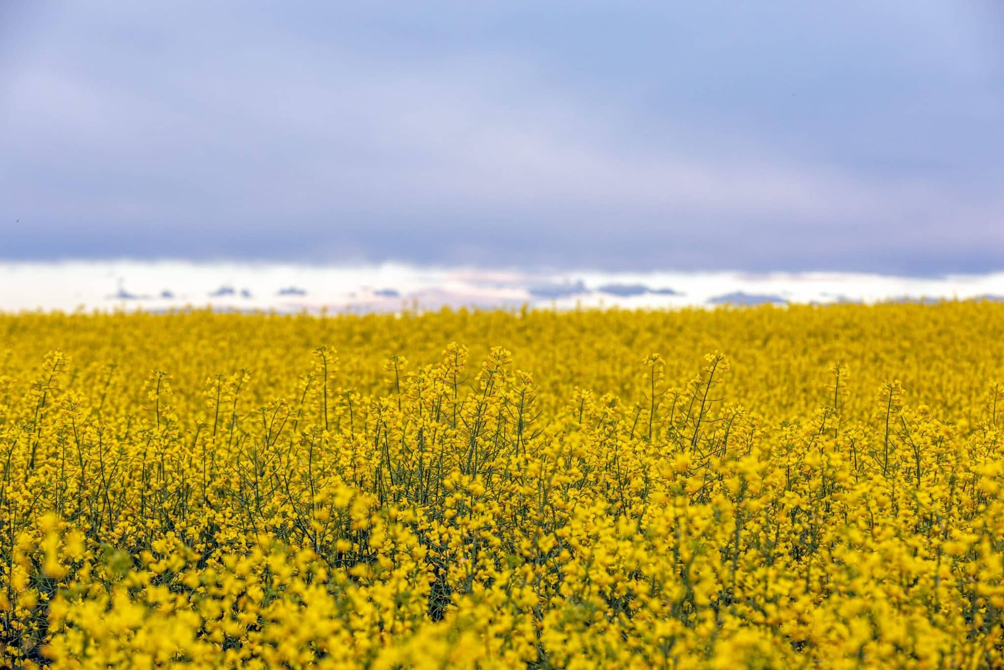 About 2 CANADA CANOLA Flowering Canola 4915HR 2 scaled
