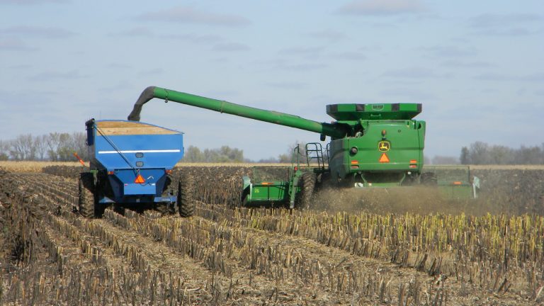 Smooth Sunflower Harvest Nuseed USA