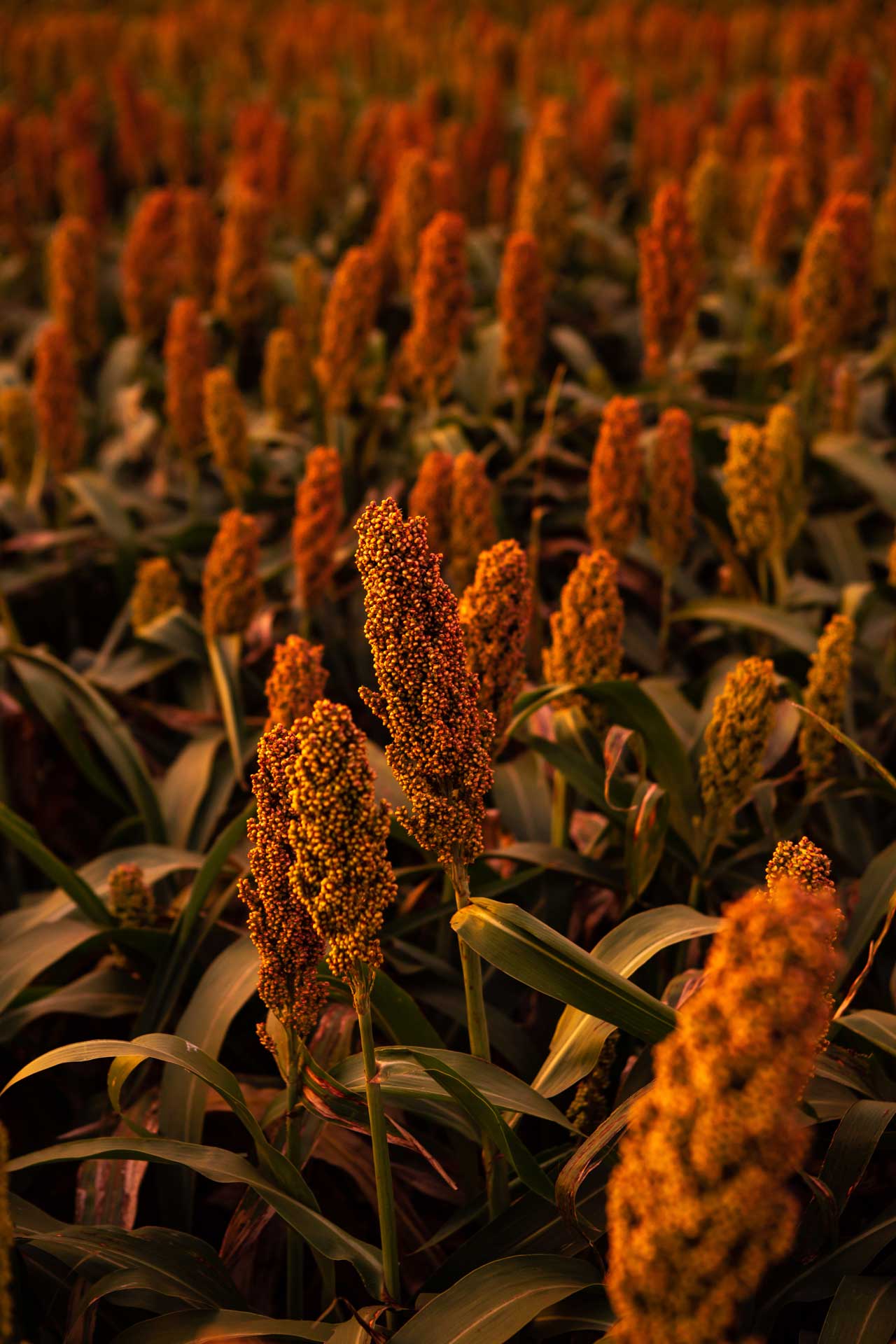 SORGO SUNSET 1