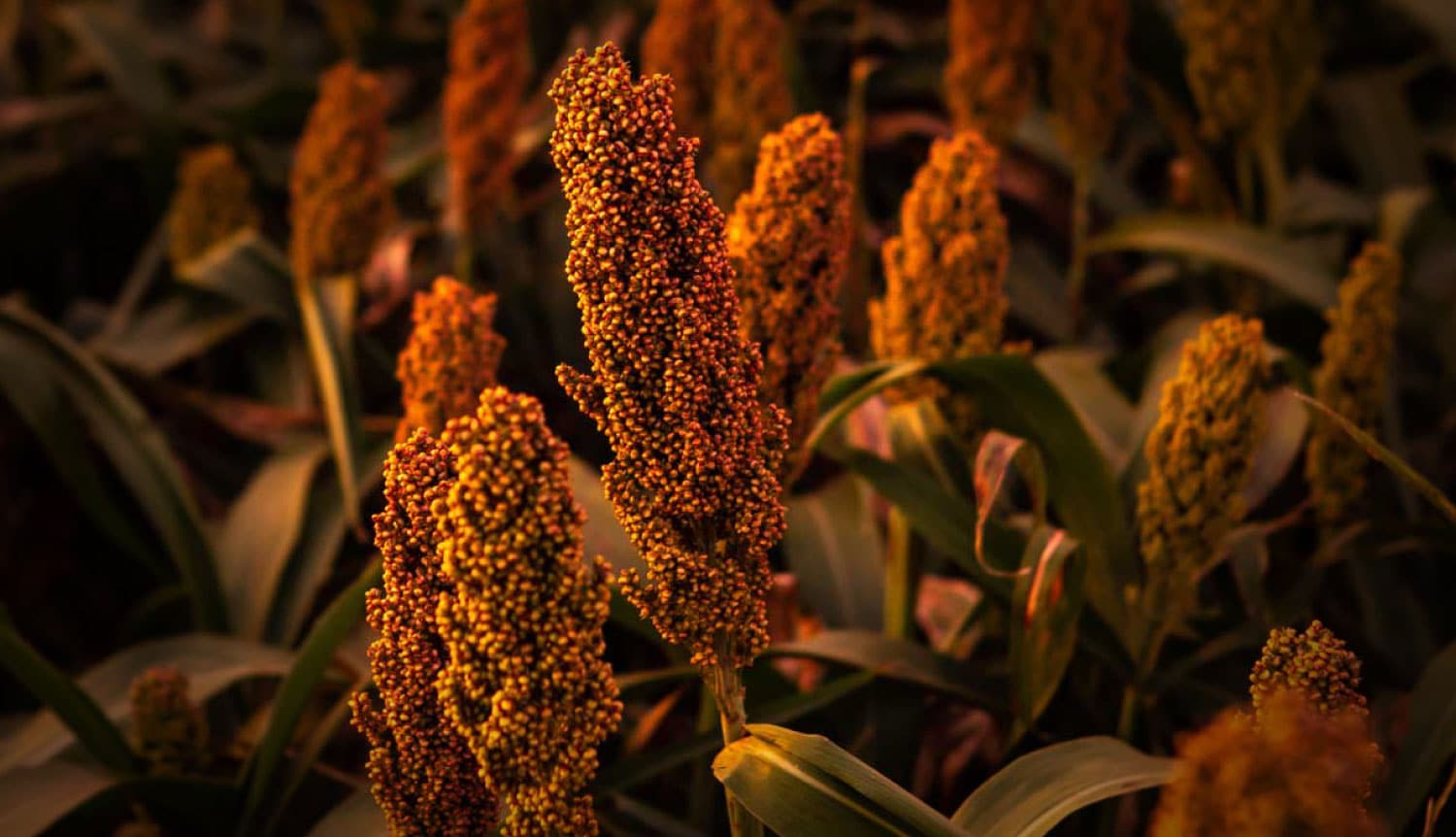 BANNER SORGO FONDO