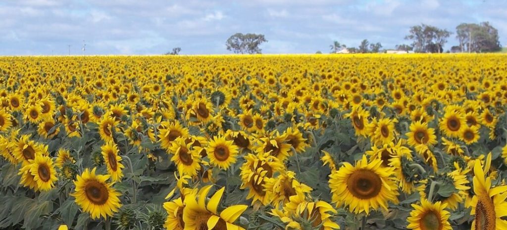 Summer Crop 2 Sunnies 1100x500