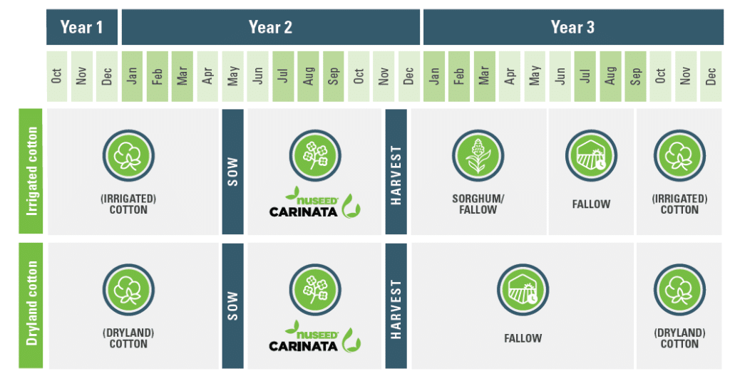 Nuseed Carinata 3 Cotton Rotation Carinata example