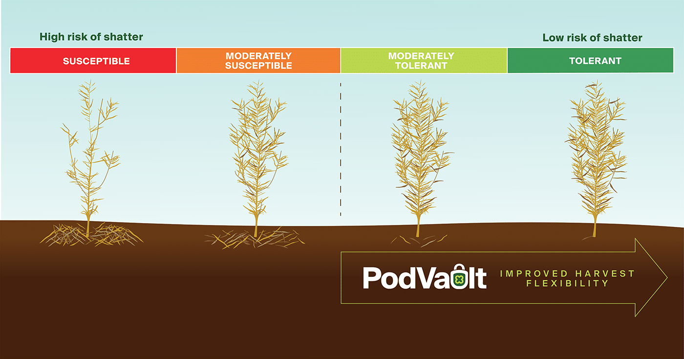 Relative Shatter Performance of Canola Under Pressure