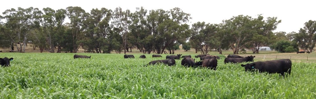 Forage_cows1954x617 Forage_cows1954x617