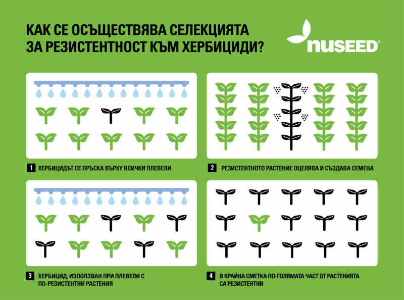 BG Nuseed Editorial SM ResistantSelection