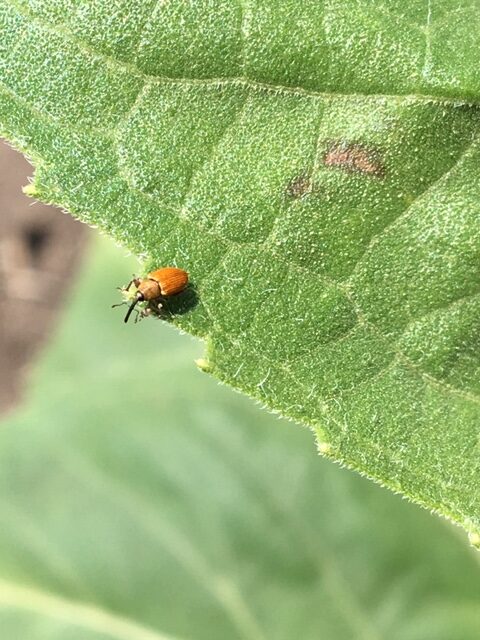 Seed Weevil Alison 1 rotated