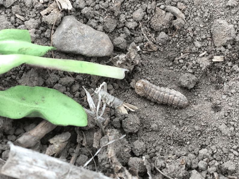 USA SUNFLOWER Cutworm