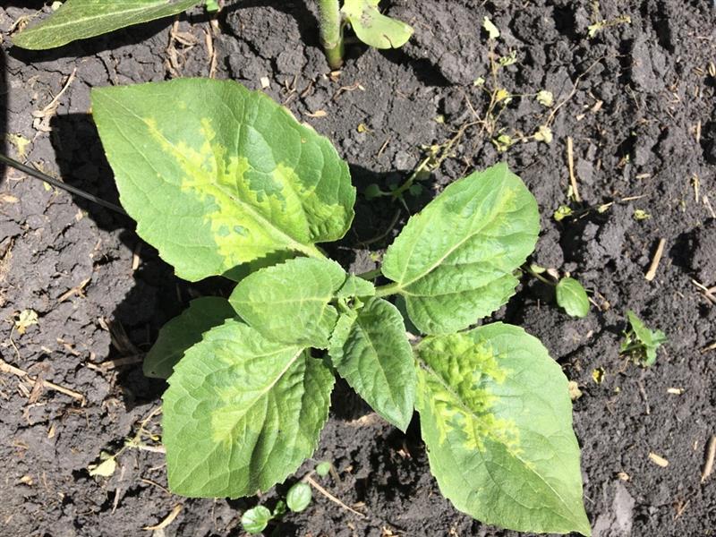 USA Sunflower Downy Mildew 06012314