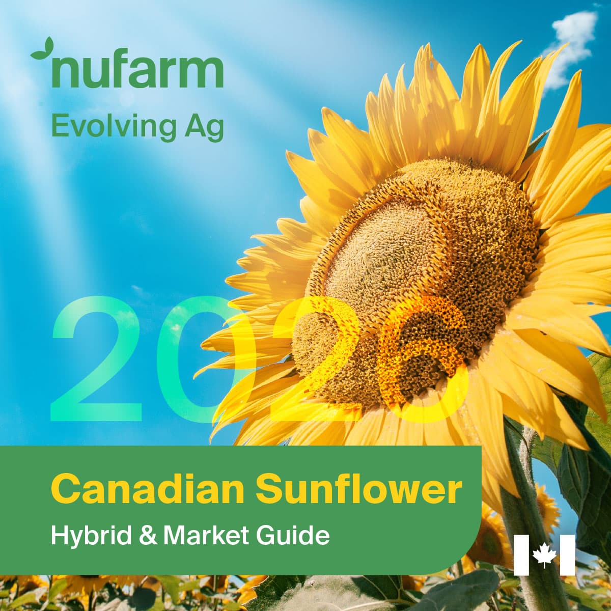 Nufarm CanadianSunflowerHybridGuide Oct2025 WEB 1