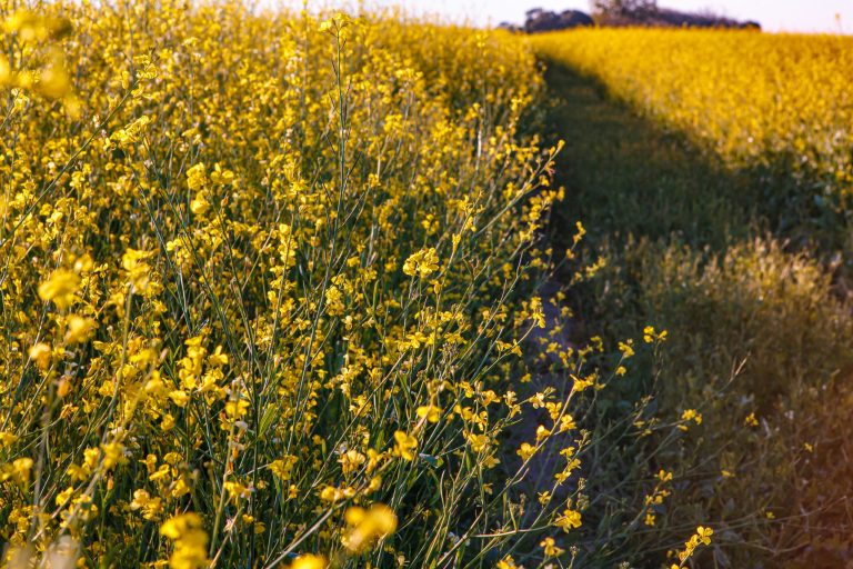 US_CARINATA FIELD