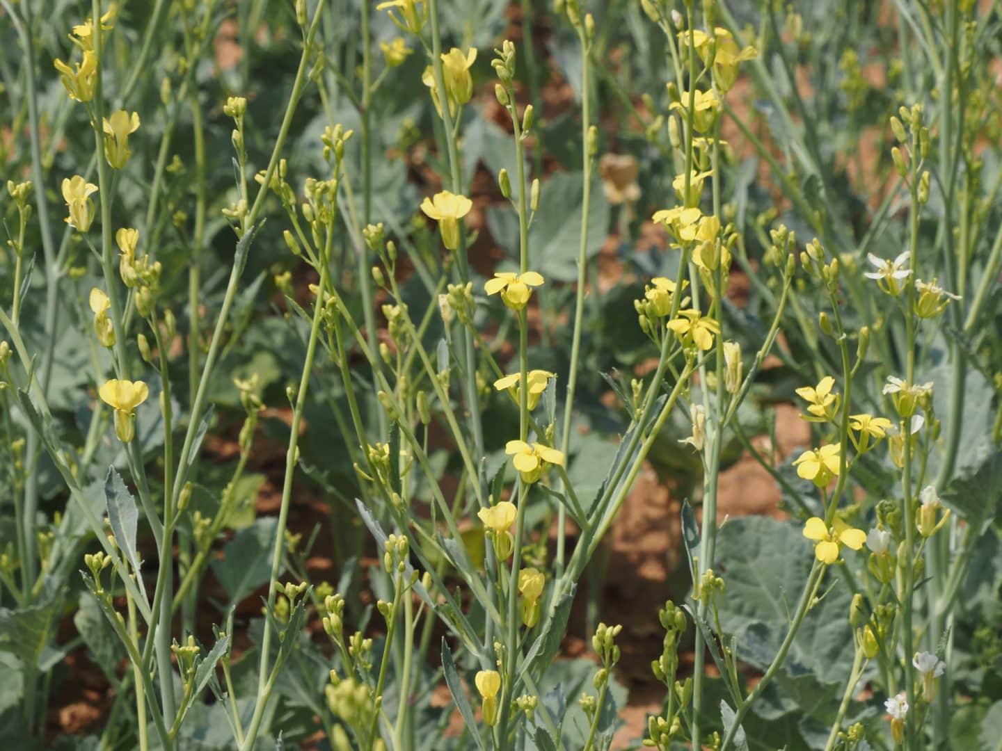 La ‘brassica Carinata’ Se Suma A Las Rotaciones Rentables | Nuseed Spain