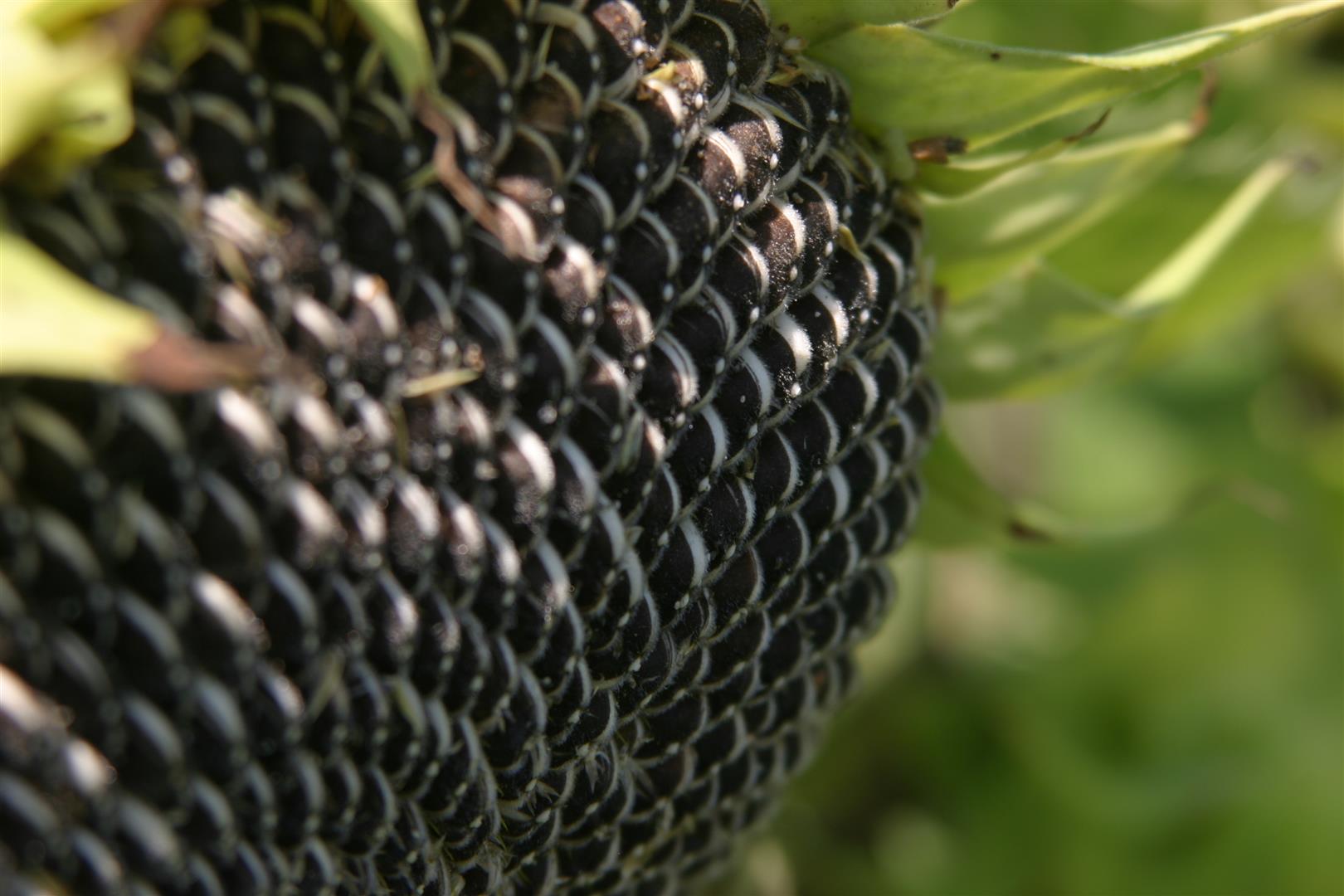 Global Trends In Sunflower Production Nuseed Europe
