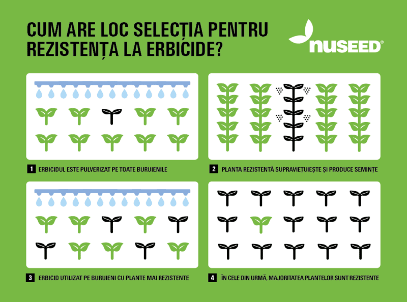 Rom Nuseed Editorial SM ResistantSelection