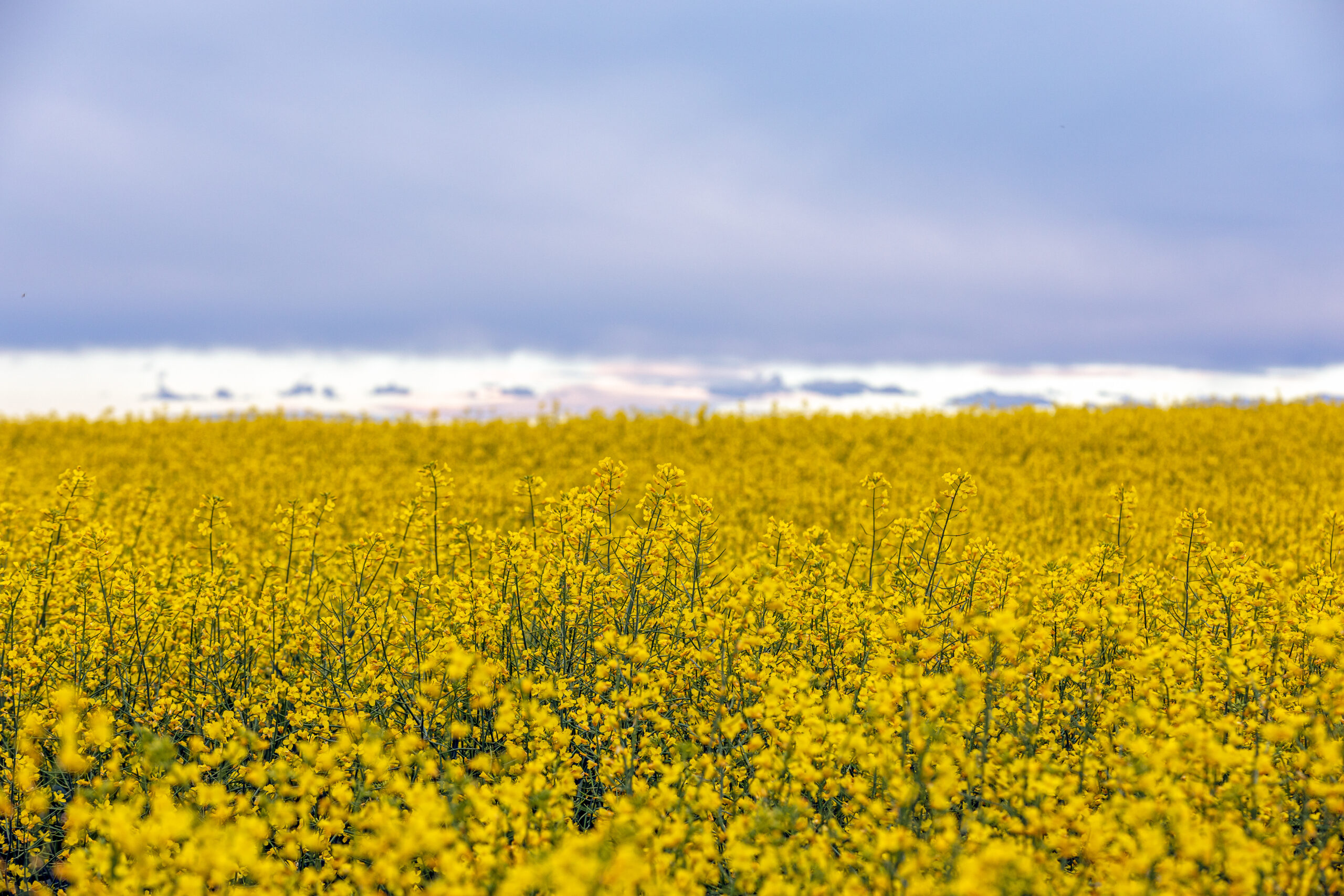 CANADA_CANOLA_Flowering Canola 4915HR-2 CANADA_CANOLA_Flowering Canola 4915HR-2