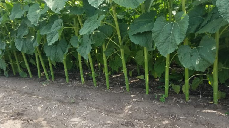 Sunflower Seeding Rates | Nufarm Seeds NA