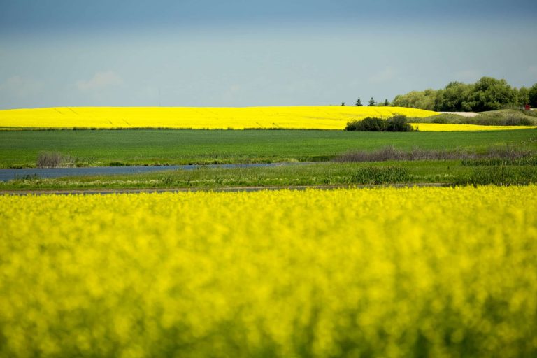 CANADA CANOLA CANOLACOUUNCIL canola fields landscape scaled Copy