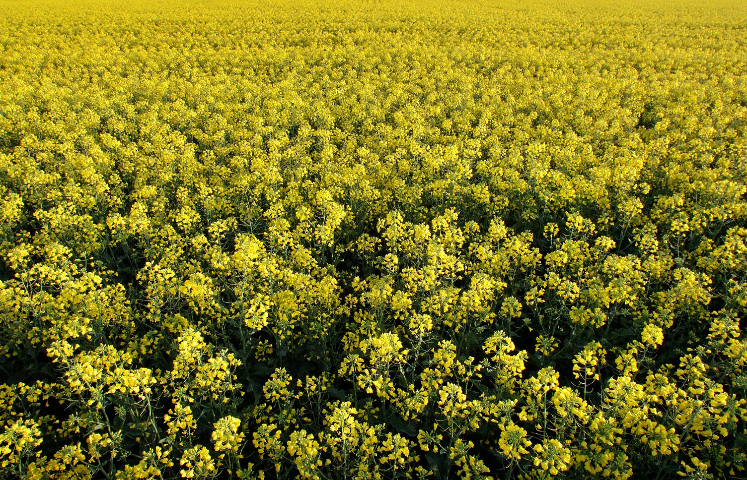 Canola | Nuseed USA