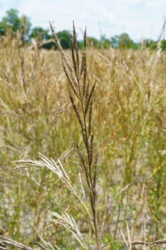 USA CARINATA Mature Field 2