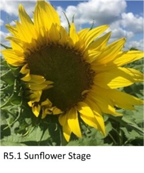 Sunflower R5.1 Stage