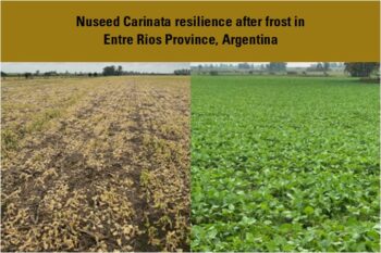 Carinata Frost Entre Rios Argentina