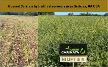 Carinata Frost Quitman Georgia