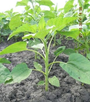 V8 Sunflower Stage
