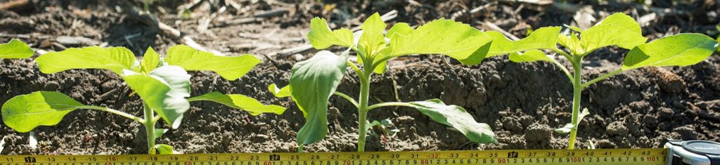 Sunflower Seeding Rates - Nuseed U.S.