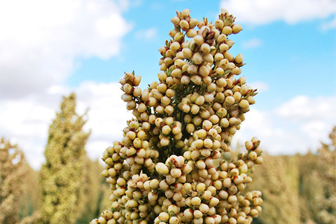 Breeding the Core Crops – Sorghum - Nuseed News core crops sorghum plant