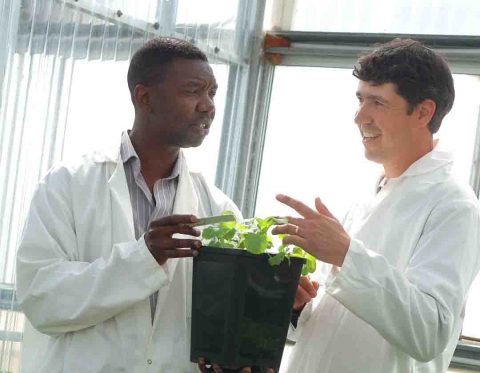 Nutriterra-human-nutrition-scientists-in-canola-greenhouse