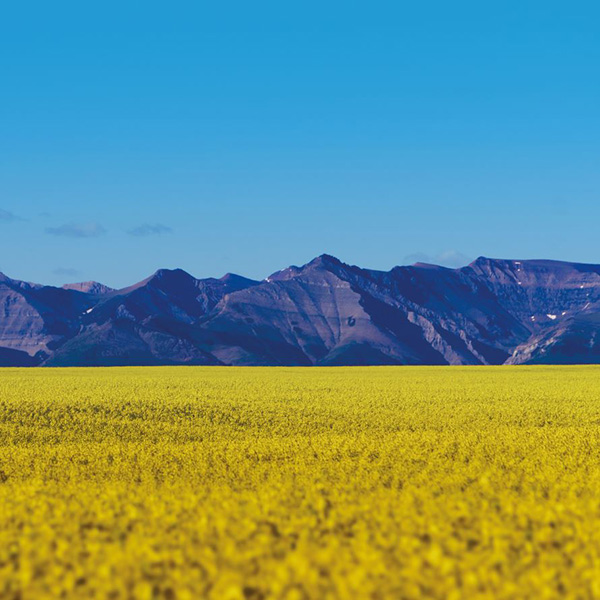 Nuseed Canola - nutriterra mountains1