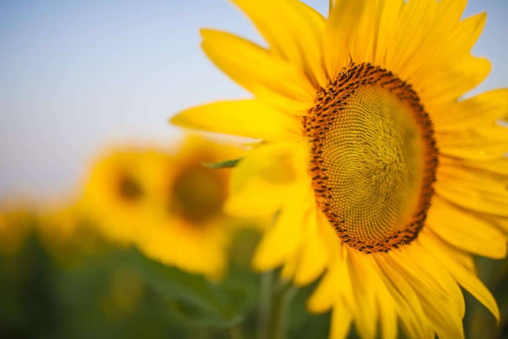 Crops - USA SUNFLOWER AdfarmBloomShoot T6K3518 170801 scaled