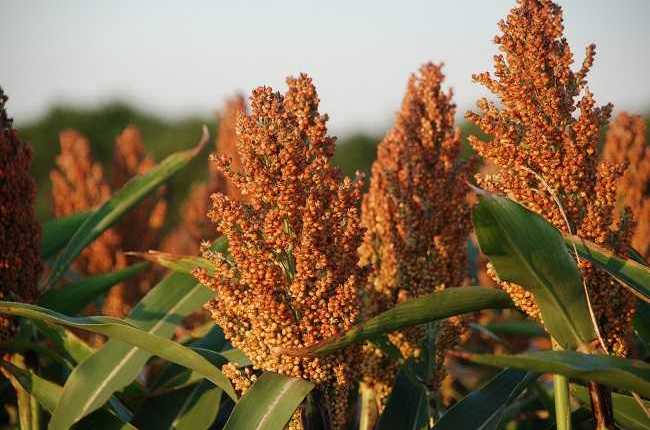 Crops - sorghum