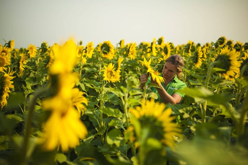 Nuseed Sunflowers - USA SUNFLOWER AdfarmBloomShoot T6K3989 170801 scaled 1