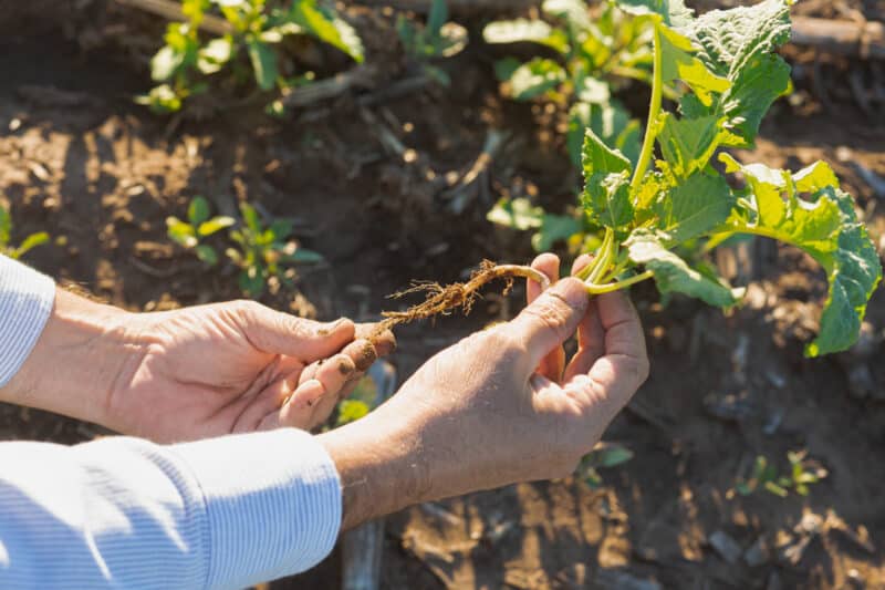 GLOBAL CARINATA Soil Carbon Reduce Emissions