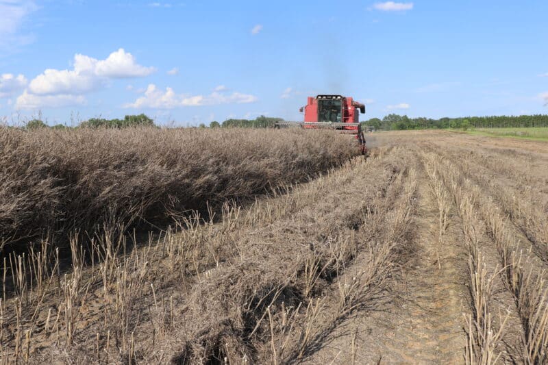 Nuseed Carinata - Carinata Harvest in Georgia