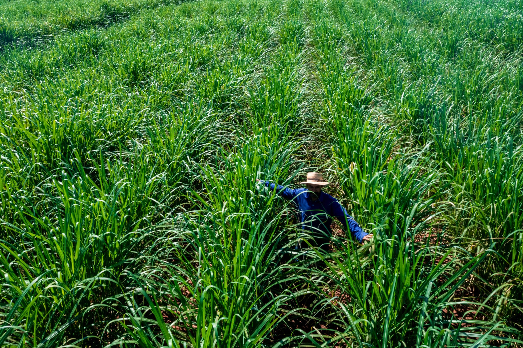 Nuseed paves way to fast moving consumer goods market through new 
